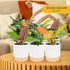 image:imageCosta Farms Monstera Live Indoor Plant Tropical Plant Home DecorPhilodendron  HandSelected Variety  Medium 1218 Inches Tall  in Decorative Plant Pot  6Pack