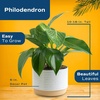image:imageCosta Farms Monstera Live Indoor Plant Tropical Plant Home DecorPhilodendron  HandSelected Variety  Medium 1218 Inches Tall  in Decorative Plant Pot  6Pack