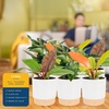 image:imageCosta Farms Monstera Live Indoor Plant Tropical Plant Home DecorPhilodendron  HandSelected Variety  Medium 1218 Inches Tall  in Decorative Plant Pot  6Pack