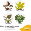 image:imageCosta Farms Monstera Live Indoor Plant Tropical Plant Home DecorPhilodendron  HandSelected Variety  Medium 1218 Inches Tall  in Decorative Plant Pot