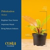 image:imageCosta Farms Monstera Live Indoor Plant Tropical Plant Home DecorPhilodendron  HandSelected Variety  Medium 1218 Inches Tall  in Decorative Plant Pot