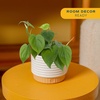 image:imageCosta Farms Monstera Live Indoor Plant Tropical Plant Home DecorPhilodendron  HandSelected Variety  Small 812 Inches Tall  in Decorative Plant Pot