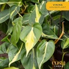 image:imageCosta Farms Monstera Live Indoor Plant Tropical Plant Home DecorPhilodendron  HandSelected Variety  Small 812 Inches Tall  in Decorative Plant Pot