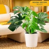 image:imageCosta Farms Monstera Live Indoor Plant Tropical Plant Home DecorPhilodendron  Large 23 Feet Tall  in Decorative Plant Pot  2Pack