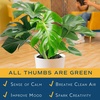 image:imageCosta Farms Monstera Live Indoor Plant Tropical Plant Home DecorPhilodendron  Large 23 Feet Tall  in Decorative Plant Pot  2Pack