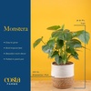 image:imageCosta Farms Monstera Live Indoor Plant Tropical Plant Home DecorPhilodendron  Large 23 Feet Tall  in Decorative Plant Pot  2Pack