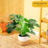 image:imageCosta Farms Monstera Live Indoor Plant Tropical Plant Home DecorPhilodendron  Large 23 Feet Tall  in Decorative Plant Pot