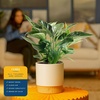 image:imageCosta Farms Monstera Live Indoor Plant Tropical Plant Home DecorPhilodendron  Medium 1218 Inches Tall  in Decorative Plant Pot
