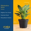 image:imageCosta Farms Monstera Live Indoor Plant Tropical Plant Home DecorPhilodendron  Medium 1218 Inches Tall  in Decorative Plant Pot