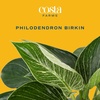 image:imageCosta Farms Monstera Live Indoor Plant Tropical Plant Home DecorPhilodendron  Medium 1218 Inches Tall  in Decorative Plant Pot