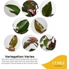 image:imageCosta Farms Monstera Live Indoor Plant Tropical Plant Home DecorPink Princess Philodendron  Medium 1218 Inches Tall  in Decorative Planter