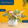 image:imageCosta Farms Monstera Live Indoor Plant Tropical Plant Home DecorPink Princess Philodendron  Medium 1218 Inches Tall  in Decorative Planter