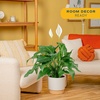 image:imageCosta Farms Peace Lily Live Indoor Plant Air Purifying White FlowersPeace Lily  Large 23 Feet Tall  in Decorative Plant Pot