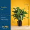 image:imageCosta Farms Peace Lily Live Indoor Plant Air Purifying White FlowersPeace Lily  Large 23 Feet Tall  in Grow Pot