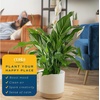 image:imageCosta Farms Peace Lily Live Indoor Plant Air Purifying White FlowersPeace Lily  Large 23 Feet Tall  in Grow Pot