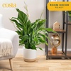 image:imageCosta Farms Peace Lily Live Indoor Plant Air Purifying White FlowersPeace Lily  Large 23 Feet Tall  in Grow Pot