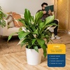 image:imageCosta Farms Peace Lily Live Indoor Plant Air Purifying White FlowersPeace Lily  Large 23 Feet Tall  in Modern Dcor Planter