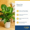 image:imageCosta Farms Peace Lily Live Indoor Plant Air Purifying White FlowersPeace Lily  Large 23 Feet Tall  in Modern Dcor Planter