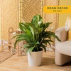 image:imageCosta Farms Peace Lily Live Indoor Plant Air Purifying White FlowersPeace Lily  Large 23 Feet Tall  in Modern Dcor Planter