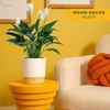 image:imageCosta Farms Peace Lily Live Indoor Plant Air Purifying White FlowersPeace Lily  Medium 1424 Inches Tall  in Decorative Plant Pot