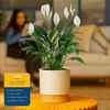 image:imageCosta Farms Peace Lily Live Indoor Plant Air Purifying White FlowersPeace Lily  Medium 1424 Inches Tall  in Decorative Plant Pot