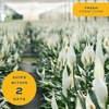 image:imageCosta Farms Peace Lily Live Indoor Plant Air Purifying White FlowersPeace Lily  Medium 1424 Inches Tall  in Decorative Planter