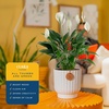 image:imageCosta Farms Peace Lily Live Indoor Plant Air Purifying White FlowersPeace Lily  Medium 1424 Inches Tall  in Decorative Planter