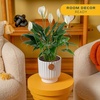 image:imageCosta Farms Peace Lily Live Indoor Plant Air Purifying White FlowersPeace Lily  Medium 1424 Inches Tall  in Decorative Planter