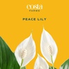 image:imageCosta Farms Peace Lily Live Indoor Plant Air Purifying White FlowersPeace Lily  Medium 1424 Inches Tall  in Modern Decorative Pot