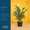 image:imageCosta Farms Peace Lily Live Indoor Plant Air Purifying White FlowersPeace Lily  Medium 1424 Inches Tall  in Modern Decorative Pot