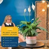 image:imageCosta Farms Peace Lily Live Indoor Plant Air Purifying White FlowersPeace Lily  Medium 1424 Inches Tall  in Modern Decorative Pot