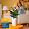 image:imageCosta Farms Peace Lily Live Indoor Plant Air Purifying White FlowersPeace Lily  Medium 1424 Inches Tall  in Self Watering Plant Pot