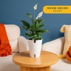 image:imageCosta Farms Peace Lily Live Indoor Plant Air Purifying White FlowersPeace Lily  Medium 1424 Inches Tall  in Self Watering Plant Pot