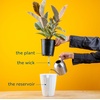 image:imageCosta Farms Peace Lily Live Indoor Plant Air Purifying White FlowersPeace Lily  Medium 1424 Inches Tall  in Self Watering Plant Pot