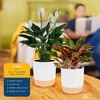 image:imageCosta Farms Peace Lily Live Indoor Plant Air Purifying White FlowersPeace LilyChinese Evergreen  Medium 1424 Inches Tall  in Decorative Plant Pot