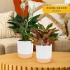 image:imageCosta Farms Peace Lily Live Indoor Plant Air Purifying White FlowersPeace LilyChinese Evergreen  Medium 1424 Inches Tall  in Decorative Plant Pot
