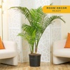 image:imageCosta Farms Ponytail Palm Live Indoor Plant Tropical Decor Air PurifyingPalm  Extra Large 56 Feet Tall  in Grow Pot