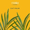 image:imageCosta Farms Ponytail Palm Live Indoor Plant Tropical Decor Air PurifyingPalm  Extra Large 56 Feet Tall  in Grower Pot
