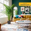 image:imageCosta Farms Ponytail Palm Live Indoor Plant Tropical Decor Air PurifyingPalm  Extra Large 56 Feet Tall  in Grower Pot