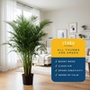image:imageCosta Farms Ponytail Palm Live Indoor Plant Tropical Decor Air PurifyingPalm  Extra Large 56 Feet Tall  in Grower Pot