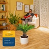 image:imageCosta Farms Ponytail Palm Live Indoor Plant Tropical Decor Air PurifyingPalm  Large 23 Feet Tall  in Decorative Plant Pot