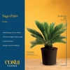 image:imageCosta Farms Ponytail Palm Live Indoor Plant Tropical Decor Air PurifyingPalm  Large 23 Feet Tall  in Decorative Plant Pot