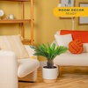 image:imageCosta Farms Ponytail Palm Live Indoor Plant Tropical Decor Air PurifyingPalm  Large 23 Feet Tall  in Decorative Plant Pot