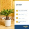 image:imageCosta Farms Ponytail Palm Live Indoor Plant Tropical Decor Air PurifyingPalm  Large 23 Feet Tall  in Decorative Plant Pot