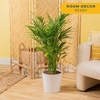 image:imageCosta Farms Ponytail Palm Live Indoor Plant Tropical Decor Air PurifyingPalm  Large 34 Feet Tall  in Dcorative Plant Pot  2Pack