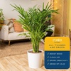 image:imageCosta Farms Ponytail Palm Live Indoor Plant Tropical Decor Air PurifyingPalm  Large 34 Feet Tall  in Dcorative Plant Pot  2Pack