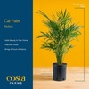 image:imageCosta Farms Ponytail Palm Live Indoor Plant Tropical Decor Air PurifyingPalm  Large 34 Feet Tall  in Dcorative Plant Pot  2Pack