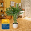 image:imageCosta Farms Ponytail Palm Live Indoor Plant Tropical Decor Air PurifyingPalm  Large 34 Feet Tall  in Decorative Plant Pot