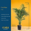 image:imageCosta Farms Ponytail Palm Live Indoor Plant Tropical Decor Air PurifyingPalm  Large 34 Feet Tall  in Decorative Plant Pot