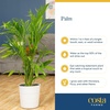 image:imageCosta Farms Ponytail Palm Live Indoor Plant Tropical Decor Air PurifyingPalm  Large 34 Feet Tall  in Decorative Plant Pot
